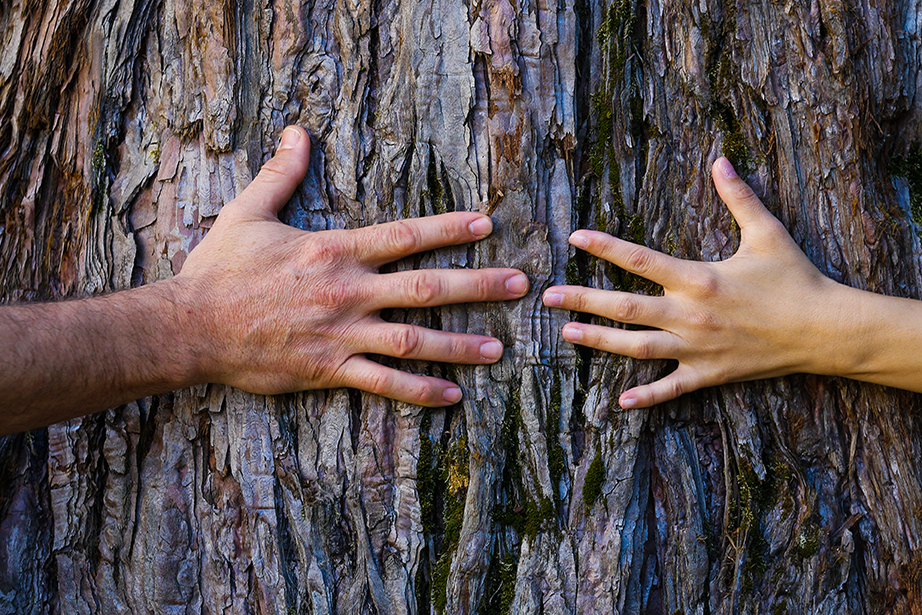 två händer möts nästan runt stammen på ett träd
