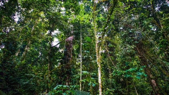 361 Bwindi Impenetrable National Park 2805 Photo Erik Hallgren %e2%80%93 medel