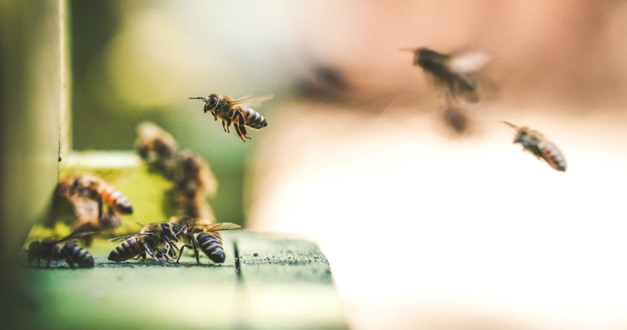 419 eric ward 299684 red