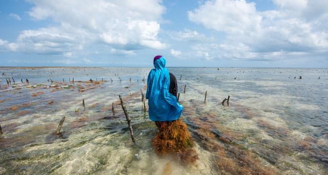 421 Seaweed 211005 1351 (1) Photo Roshni Lodhia TNC %e2%80%93 medel