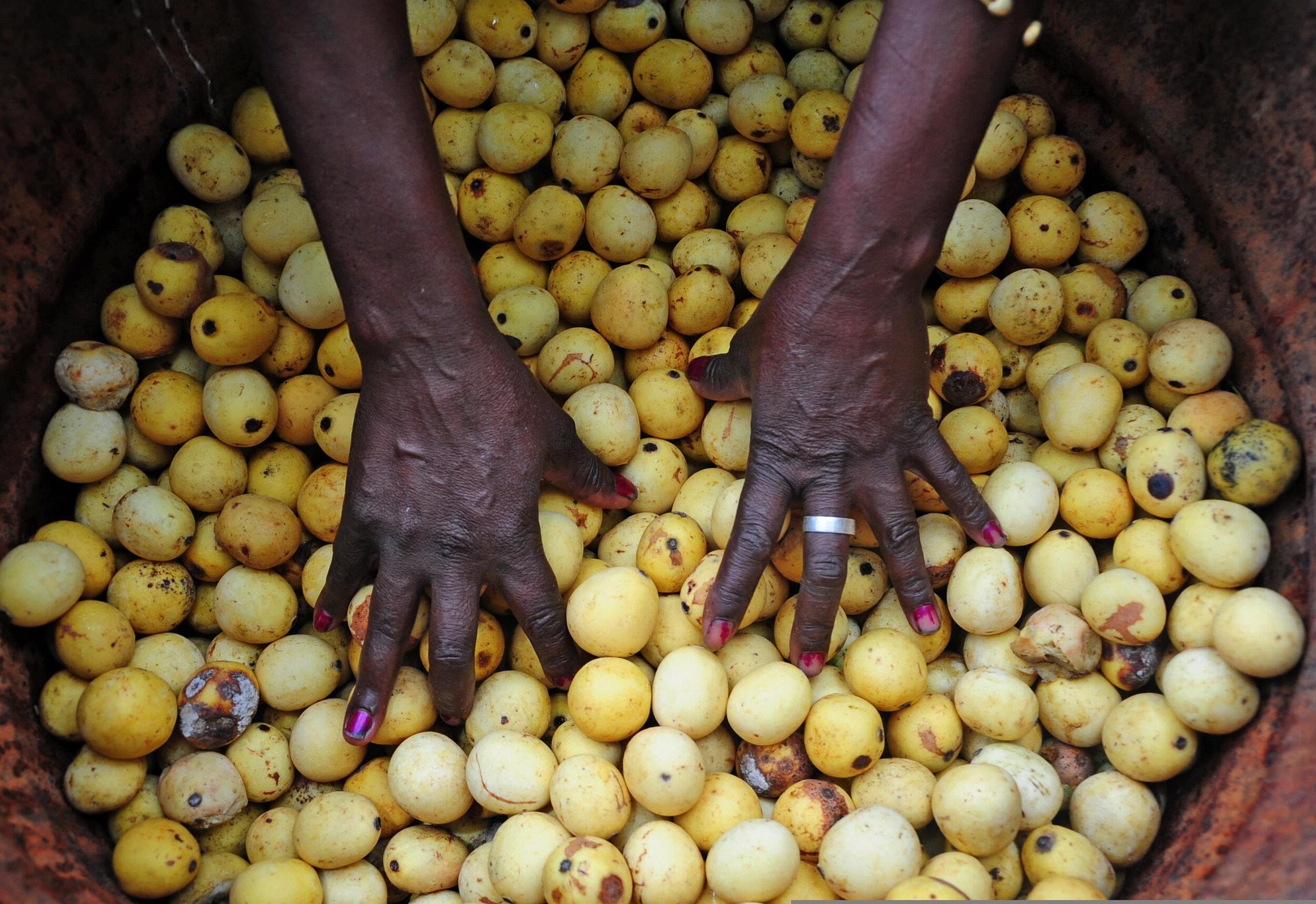 482 Yellow fruit hands photo 2025 Shutterstock