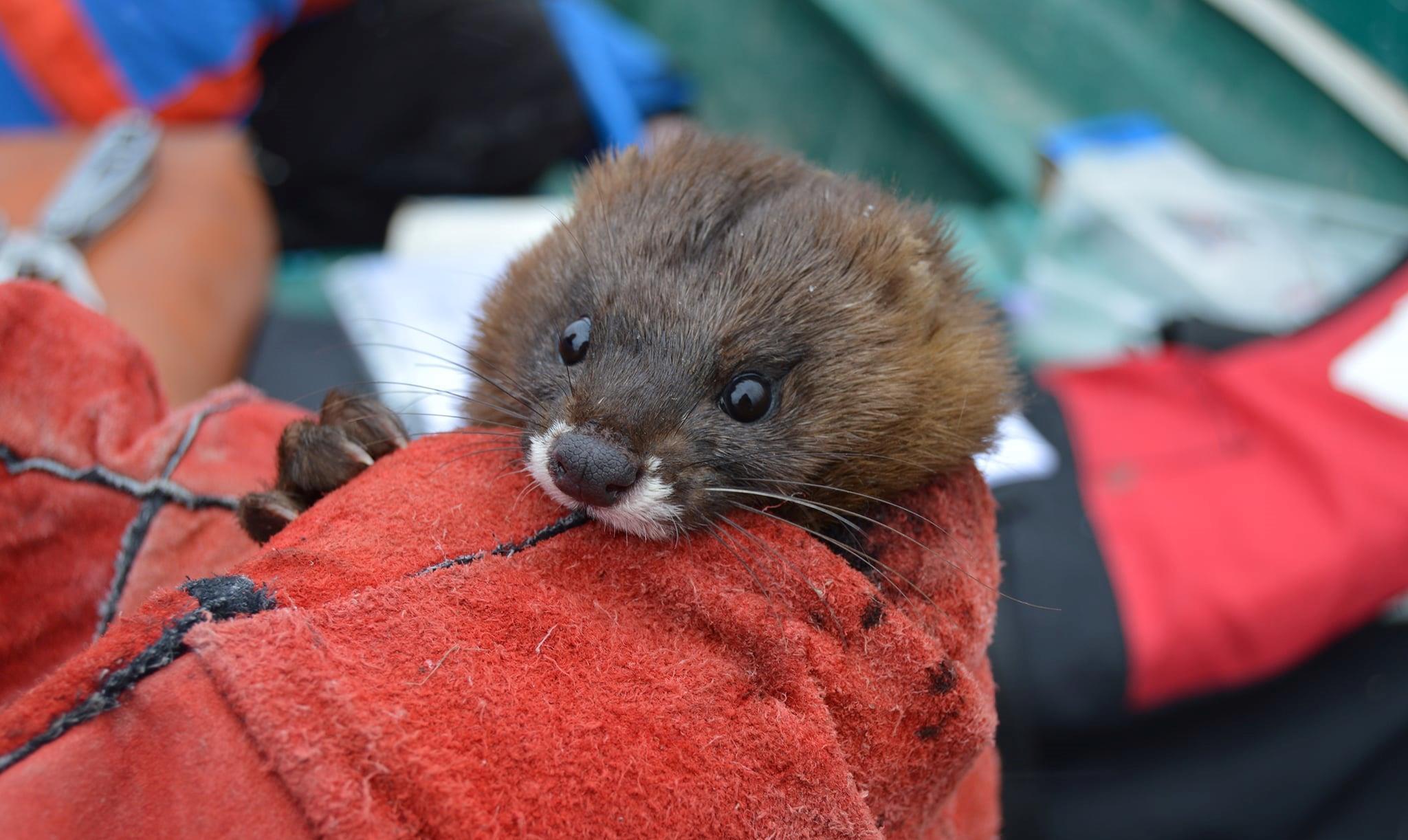 575 European mink in Danube Delta March25 Credit INCDDD INCDDD %3D Danube Delta National Institute of research and development