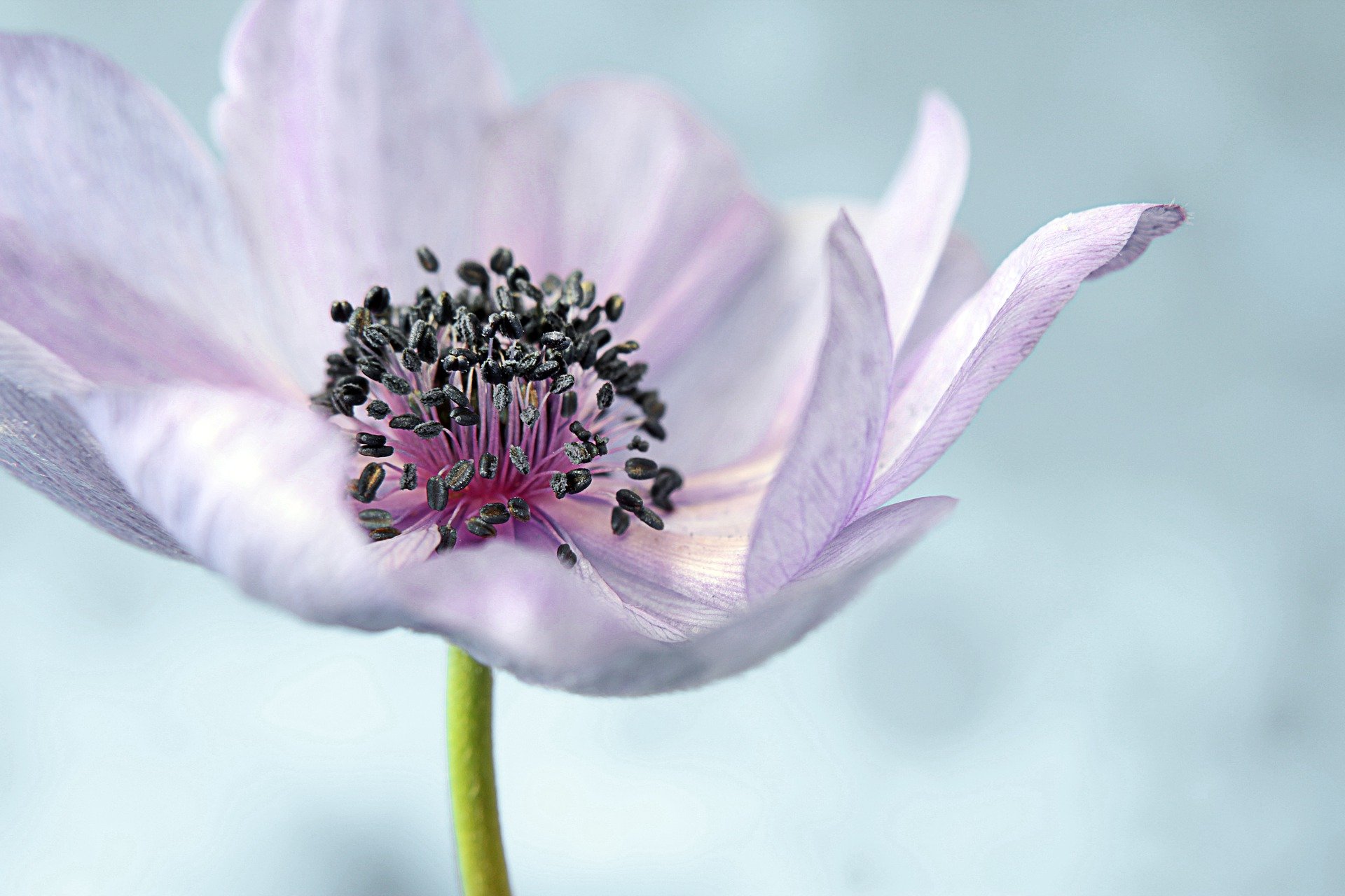 347 autumn blooming anemone 7107422 1920