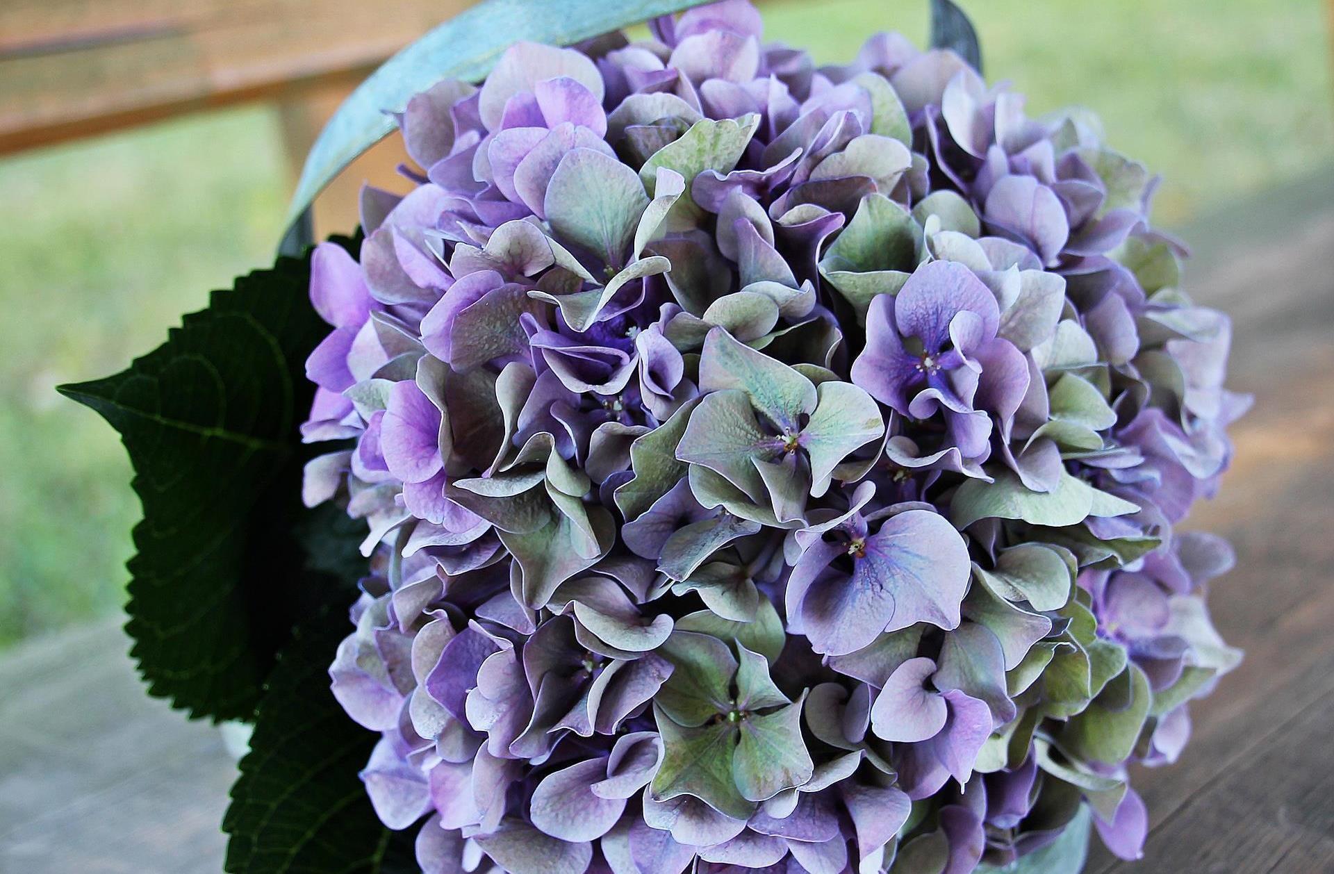 440 hydrangea 1635529 1920