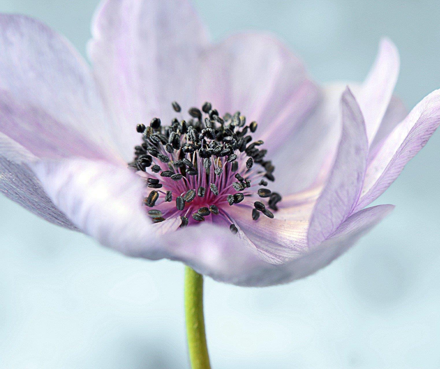 527 autumn blooming anemone 7107422 1920