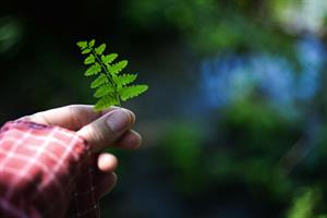 En hand med lång röd skjortärm som syns, håller i ett litet ormbunksblad inne i en mörk skog.