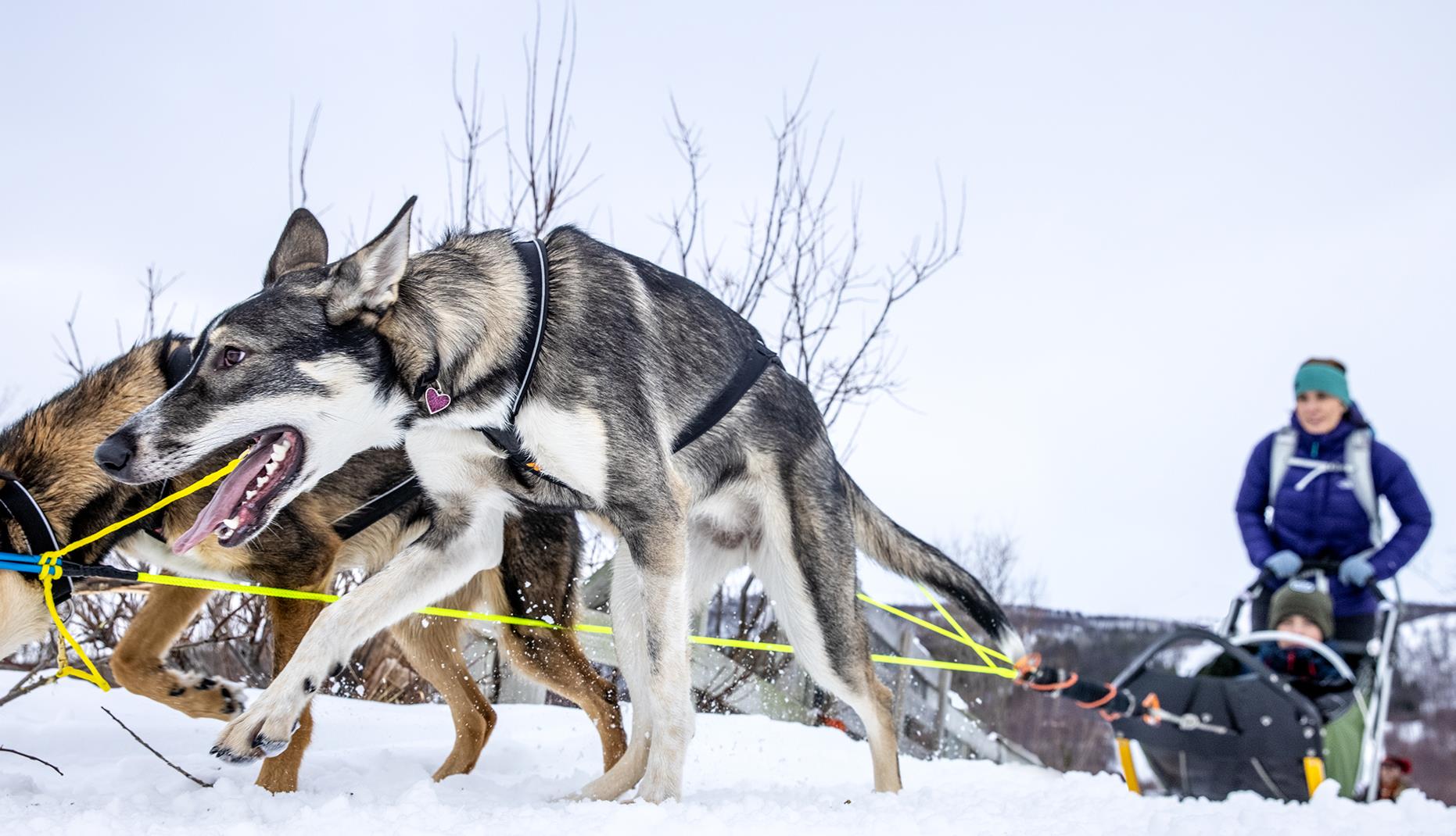 764 Hundeslede Isogaisa